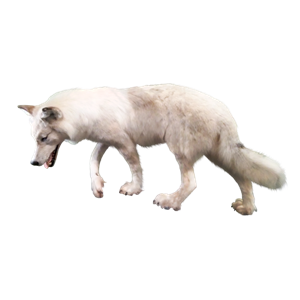 Wolf PNG-23213